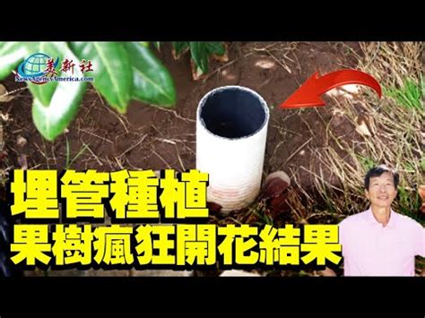 杉樹果實|辨識杉樹果實方法